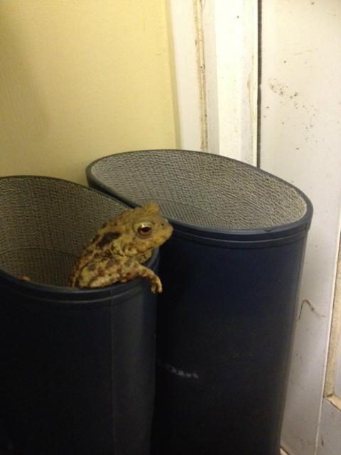 I know it's the end of summer when the toads come into our house!! <a href="/BBCGlos/">BBC Gloucestershire</a> <a href="/cummingsradio/">Mark</a>