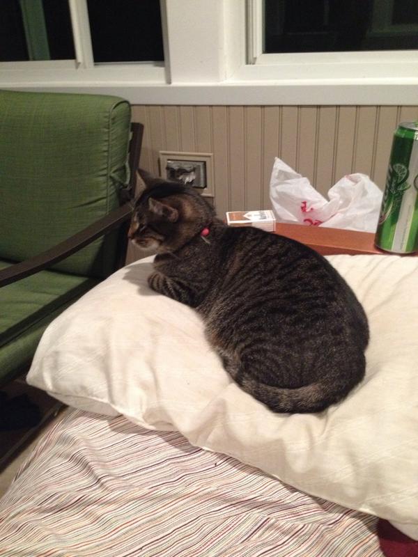 jej2121's tweet photo. The newest addition to my army of cats...Introducing Queenie... http://t.co/ctjrfB8Epn