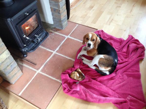 🐶 ok mum forgiven, she put the fire on just for me with a snuggly towel and a big juicy bone, luf ouu mum 🐾💖