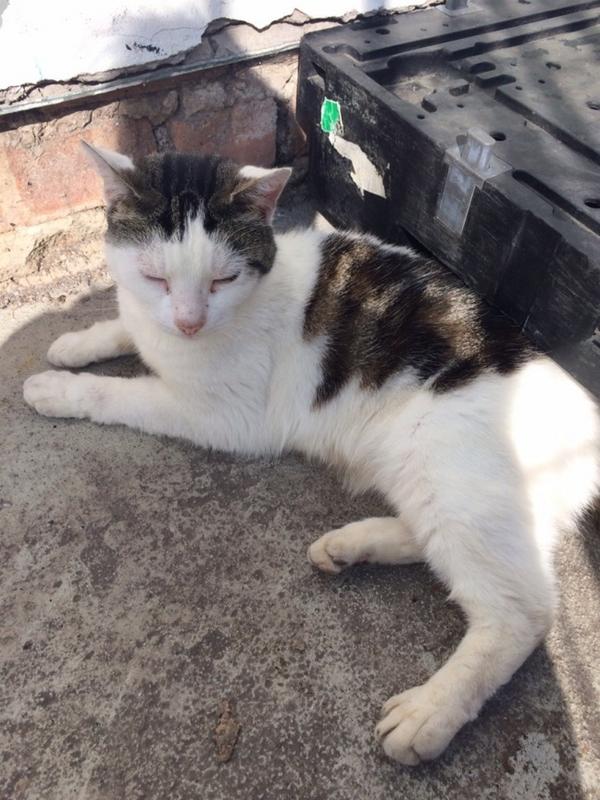We would like to reunite this cat with its owner. #missingcat #neston