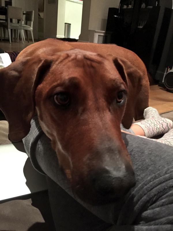 imogenmisso's tweet image. dylan cuddles 😘 #ridgeback #lol