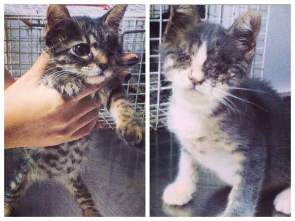 Bu engelli 1,5 aylık 2 yavru için yuvanızda yeriniz var mı? İletişim: 0532 2230369 - Yer: Kadıköy/İstanbul