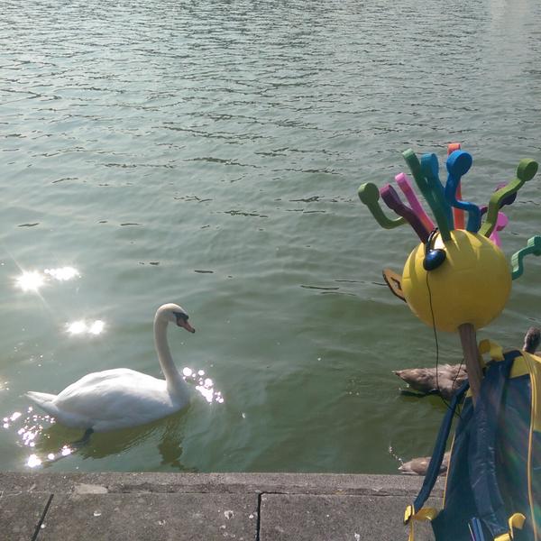 NetworkNoel's tweet photo. Headed to UCD? You’ll wanna be makin’ friends with these lads #swanlife #CollegeNoeledge http://t.co/4NeVpcV8yO