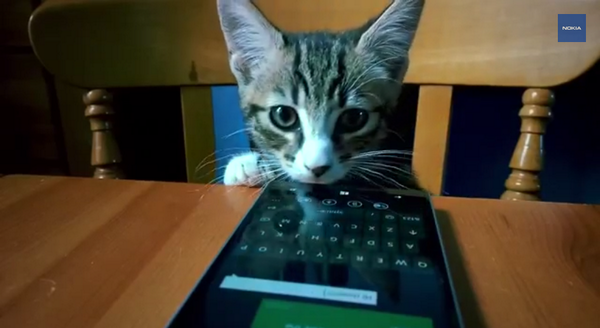 nokia's tweet photo. Some cool catz using their #Lumia930! ;) #PrrrView magic by #SMWCreative winner Mia Mullarkey http://t.co/3d8VQRcrKL http://t.co/foadggDLlV