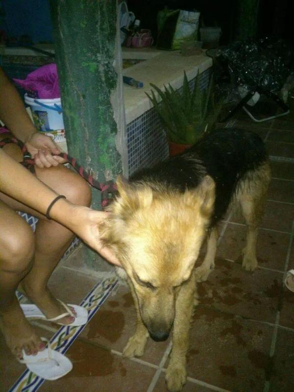 LASAnimal's tweet photo. https://t.co/6rkjAhhwKL #LOLI 4 meses, rescatada mientras seguía a los coches, URGENTE ACOGIDA O ADOPCIÓN!! http://t.co/Xik1KkFHya