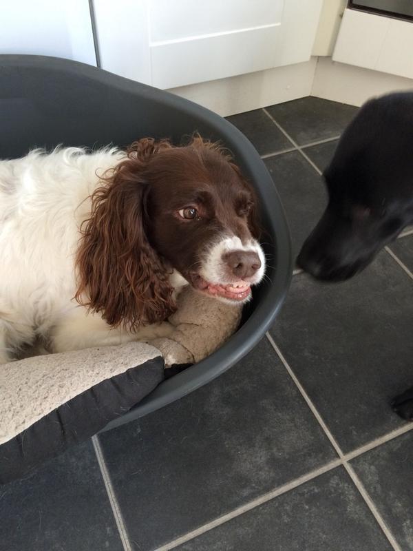 Millyandbarney's tweet photo. What Milly thinks to the pups interrupting her morning nap!!!
#bravepups http://t.co/fh4iQyOZdL
