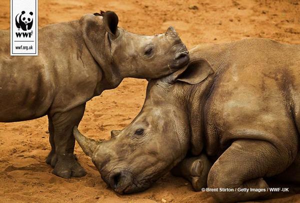 wwf_uk tweet picture