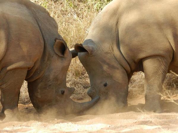 JessThorpe3's tweet photo. Only a rhino needs a rhino horn @WorldRhinoDay #WorldRhinoDay http://t.co/GhfuDhzG32