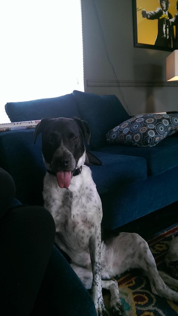 DukeOfSnuggles's tweet image. Humans are cute, does that make me cute?