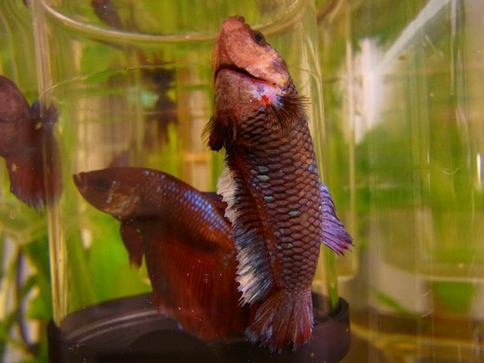 ベタ(闘魚)写真・その6 - Togetter