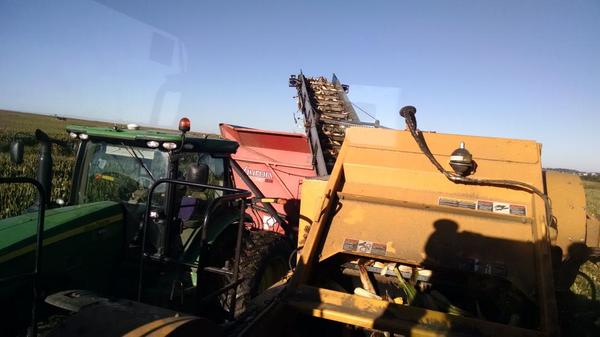 Pickin' and Grinnin'.  Seed corn harvest underway.  #ilovecornonthecob  #fertiledatasteriledata