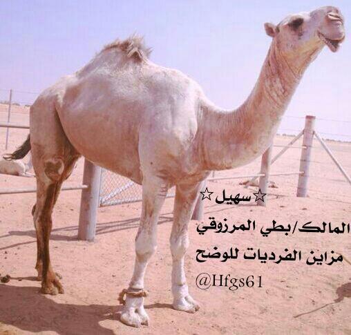 حصري# ★الفحل ★☆سهيل☆★ المالك رجل الاعمال بطي بن سلطان المرزوقي ماشاءالله