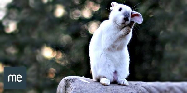 mobileenergy's tweet photo. No need to 'rabbit' on  - book a callback using the 'me' app instead #Dontcalluswellcallyou!  
http://t.co/GHbiDxbSuG http://t.co/B72Pn35Ijh