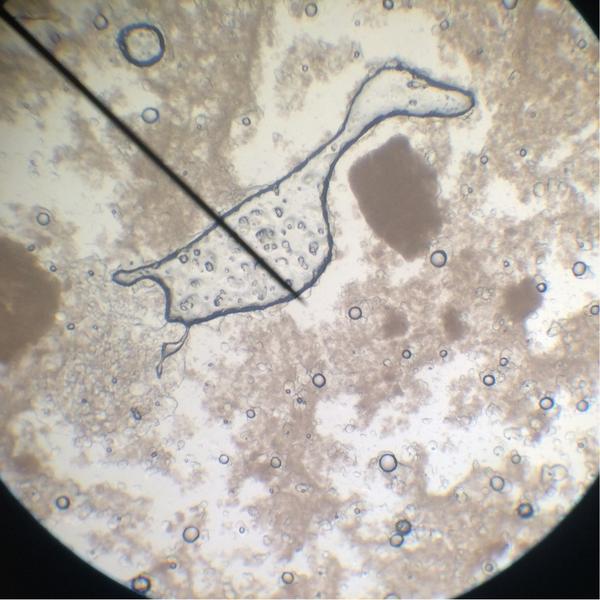 lizzieeelou's tweet image. Just being a scientist. #microscopelab