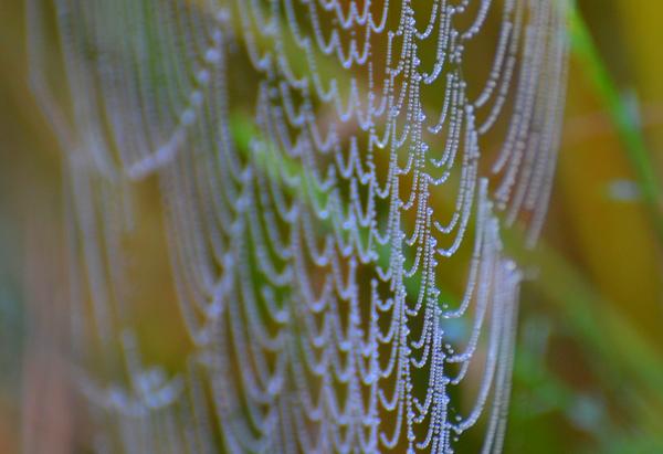 Autumn is here! Loving watching the changing of seasons on the West Coast! #WestCoast #Teacher