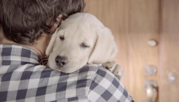 Ad of the Day: <a href="/Budweiser/">Budweiser</a> makes the cutest "Don't drink and drive'" PSA yet. adweek.it/1x0FvFn