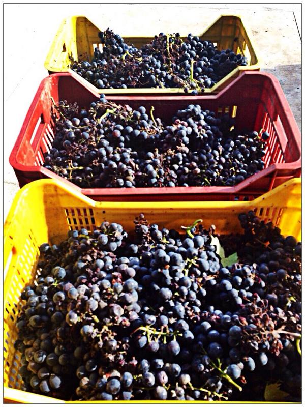 SCIARRdAlesio's tweet photo. #Harvest #harvest14 #montepulciano #abruzzo #SCIARR @coldirettiab @ColdirettiG @VisitCSA @campagnamica 🍇❤️ http://t.co/x4mmwDCq2B