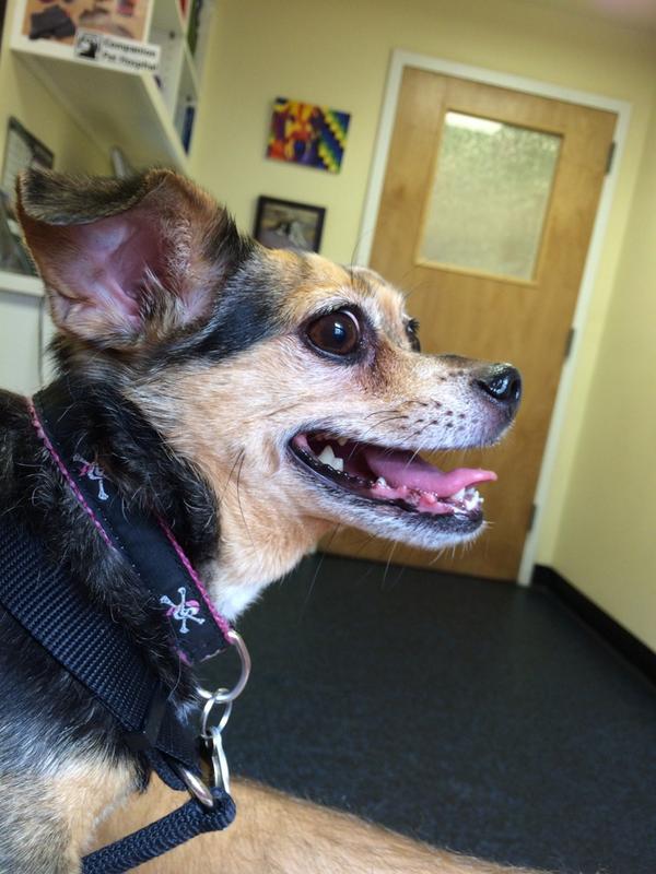 kiwiface's tweet photo. Chillin’ @Companion_Pets. http://t.co/fp5KIuhcTF