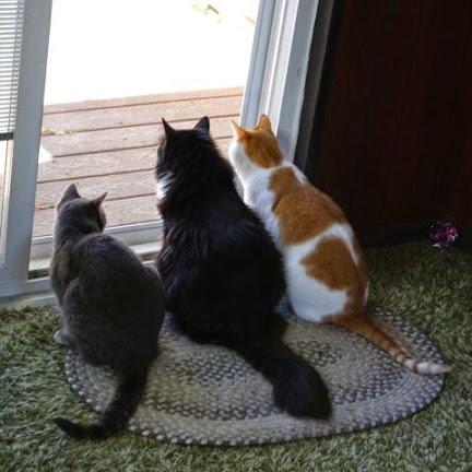 TotalInsurance4's tweet image. Looking for #solicitors indemnity #insurance? totalinsurance.uk.com/solicitors_ins… #animals #kittens #cats #cute #animals