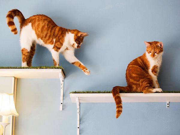 DragonflyZurich's tweet photo. @studioseed you will LOVE this #catcafes! Thanks @CNTraveler this is #PURRRFECT http://t.co/VElarPbRv1 http://t.co/PdWw07F6qz