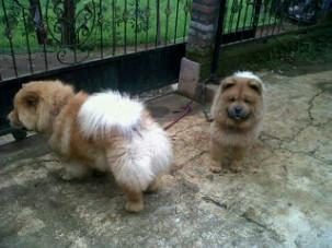 Minat Dm Chow-Chow betina dan jantan.