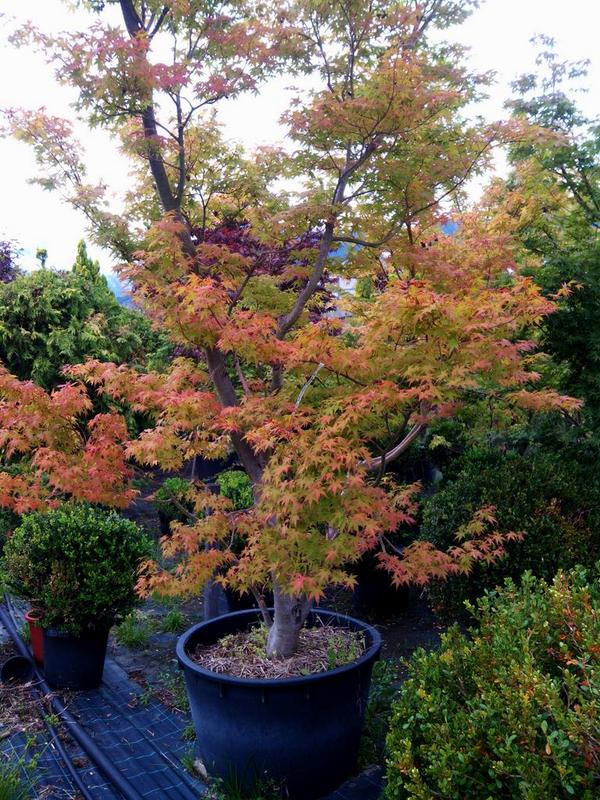 Acer palmatum 'Orange Dream' #Tardor