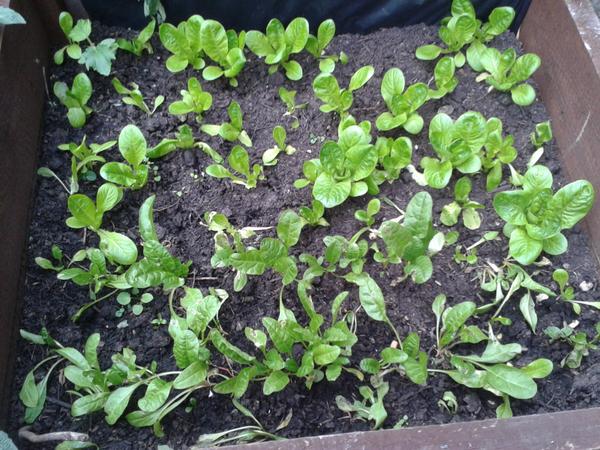 ChinatownC's tweet photo. Green is Good! #MakeMcrGreener #McrChinatown #GreenNOTmean http://t.co/4JtkBzTb1p