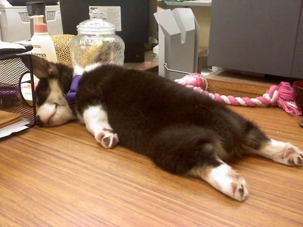 Ух устала. Спящие животные смешные. Уставшие животные прикольные. Уставшая собака. Уставшее животное.