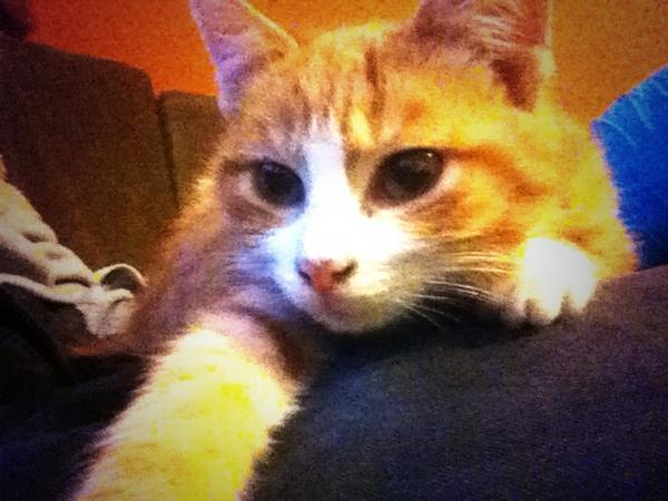 Summer__Kidaaa's tweet photo. Selfie cat. #Reksis http://t.co/Sb6897f7YP