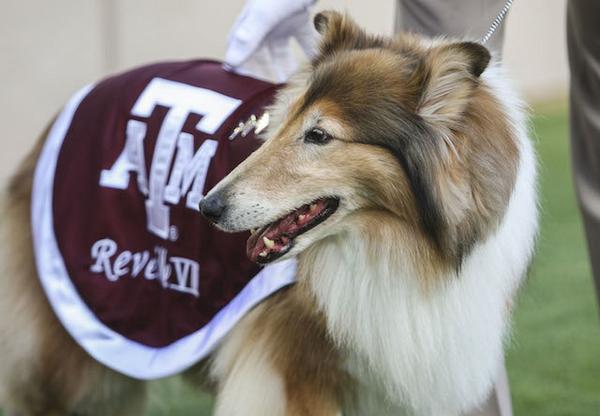 CBSSports's tweet image. A hero saved this dog over the weekend. Now, the Texas A&amp;amp;M cadet is being rewarded for it: cbsprt.co/1x1hYEf