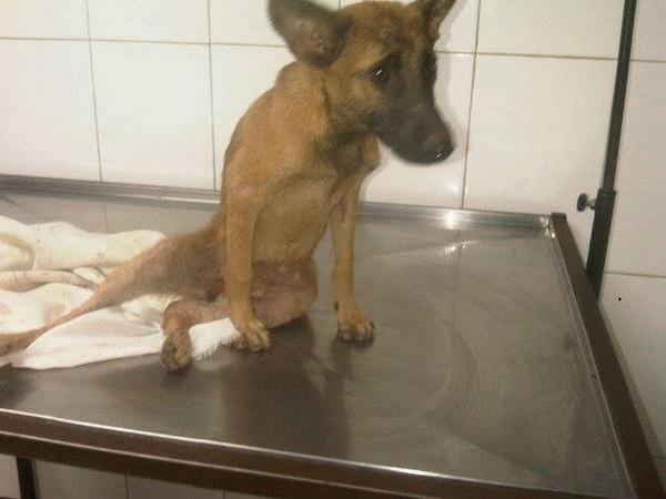enilsan's tweet photo. Colaboremos con lobita para que camine de nuevo♥ su cirugia es urgente... costo 9.800 bs.f .. ayuda 0424 6211370 http://t.co/ZdIbdnOR1k