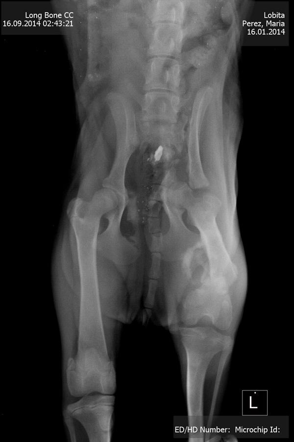 enilsan's tweet photo. Colaboremos con lobita para que camine de nuevo♥ su cirugia es urgente... costo 9.800 bs.f .. ayuda 0424 6211370 http://t.co/ZdIbdnOR1k