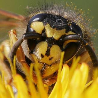 WD_Hamilton's tweet image. This pic, the Wasp Face-Palm, 2 be used henceforth 2 acknowledge evo-bollocks (esp. evo-bollocks related to humans)