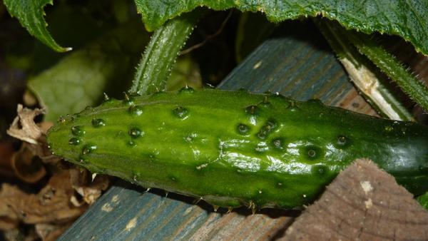 VCOAndreas's tweet photo. #First large cucumber soon ready to harvest # @PollyCorg @ChinatownC @corganisers @SowtheCity @ChinatownMCR http://t.co/f1ML99VzN2