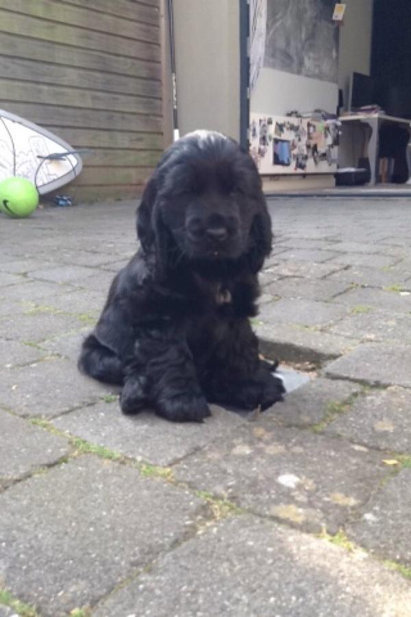 justiniswaytoho's tweet photo. mom got me a puppy 😭😭😭😭 http://t.co/peDl3tfyqz