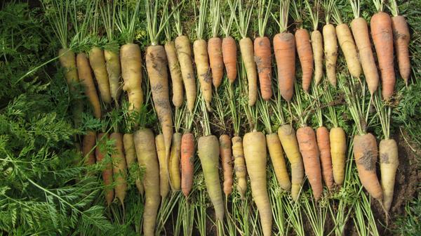 Beautiful coloured carrots at GEVES, Angers.