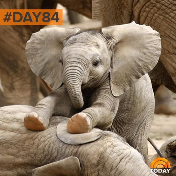 TODAYshow's tweet photo. It’s National Elephant Appreciation Day! http://t.co/MjWSgEkCJK #100happydays #Day84 http://t.co/rmXs5ZRzEy