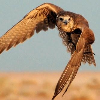 TodaysBigThing's tweet photo. POV video of falcon taking down crow http://t.co/TX00AG6lKW http://t.co/CiGSEAmRaA