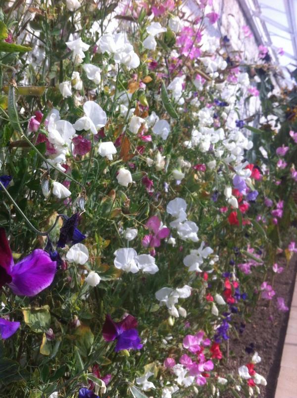 #sweetpeas still looking great at #HockleyHouse! Sow now for early flowers nxt yr. <a href="/tweetwinchester/">Tweet Winchester</a> <a href="/TheGardenersRT/">TheGardenersRetweet</a>