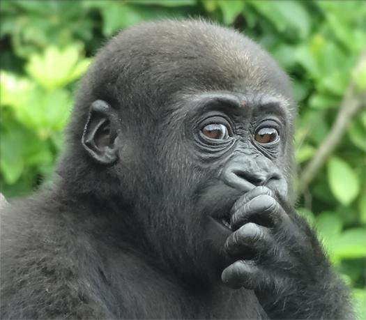 1歳5か月を迎えた上野動物園のニシローランドゴリラ「モモカ」。姉と