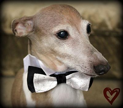 MyICETag's tweet photo. In memory of my beloved Bigley, #HappyDogWeek. Take a minute and hug and kiss your dog.  RT to share the love. http://t.co/xZpjrN2FxP