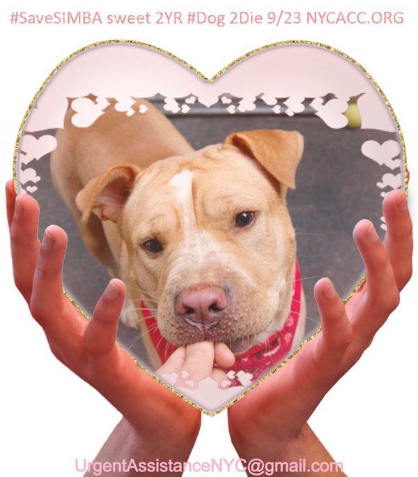 TheRealToriNYC's tweet image. #SaveSIMBA SWEET 2YR #dog 2Die 9/23 #NYCACC #Hero 2 #Adopt Online #Foster 4 #Rescue $150 2NH!
facebook.com/Urgentdeathrow…