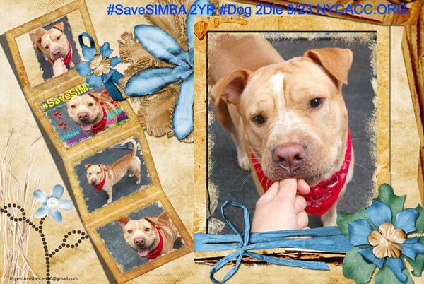 TheRealToriNYC's tweet image. #SaveSIMBA SWEET 2YR #dog 2Die 9/23 #NYCACC #Hero 2 #Adopt Online #Foster 4 #Rescue $150 2NH!
facebook.com/Urgentdeathrow…