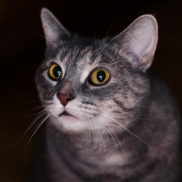 austinjcope's tweet photo. Fact: 90% of great shots began with testing on cats.
#thanksray http://t.co/q3OQpv0Kco