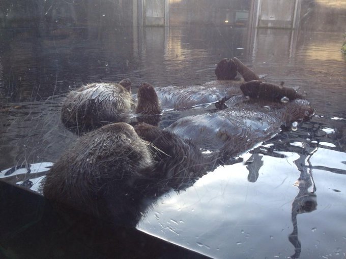 The lil sea otters.. They've been my favorite exhibit at the Monterey Bay Aquarium since I was a kid<a href="/tag/thefutureisnow"class="tags"><span>#thefutureisnow</span></a>