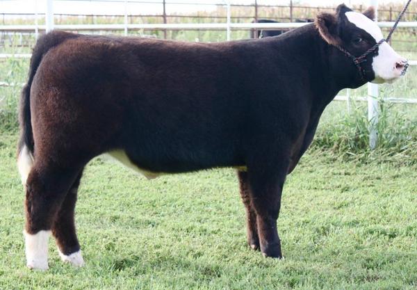 BirdAnna12's tweet photo. Check out more pictures on James Farms Facebook page! #showsteers #salecalves http://t.co/fRwhyADJKY