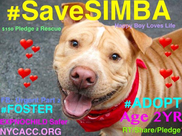 existenciala's tweet image. “@UrgentPart2: #SaveSIMBA 2YR #dog 2Die 9/23 #NYCACC #Adopt Online #Foster 4 #Rescue $150 2NH
facebook.com/Urgentdeathrow…