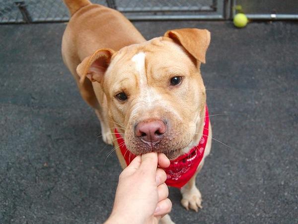 existenciala's tweet image. “@UrgentPart2: #SaveSIMBA 2YR #dog 2Die 9/23 #NYCACC #Adopt Online #Foster 4 #Rescue $150 2NH
facebook.com/Urgentdeathrow…