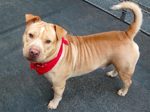 existenciala's tweet image. “@UrgentPart2: #SaveSIMBA 2YR #dog 2Die 9/23 #NYCACC #Adopt Online #Foster 4 #Rescue $150 2NH
facebook.com/Urgentdeathrow…