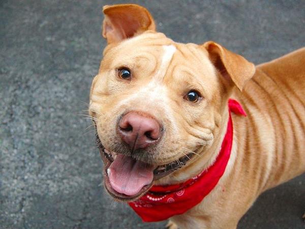 existenciala's tweet image. “@UrgentPart2: #SaveSIMBA 2YR #dog 2Die 9/23 #NYCACC #Adopt Online #Foster 4 #Rescue $150 2NH
facebook.com/Urgentdeathrow…